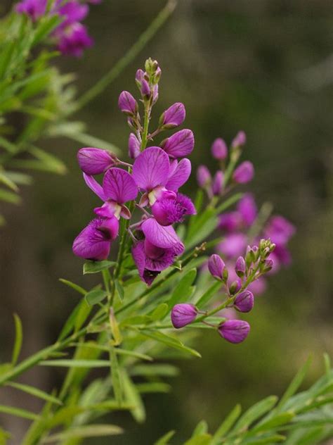 Purple Broom Polygala Virgata A Photo On Flickriver