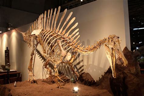 Scientists Report First Semiaquatic Dinosaur Spinosaurus