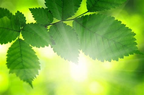 Their characteristic cell wall is composed of cellulose, and they contain chloroplasts for photosynthesis. Artificial Photosynthesis 101: What It Is and How Does It ...