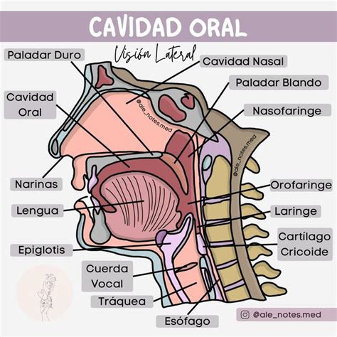 Anatomía de la Cavidad Oral uDocz