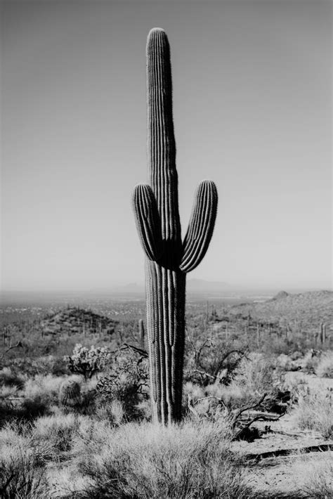 Striking Black And White Cactus Photography Art Print