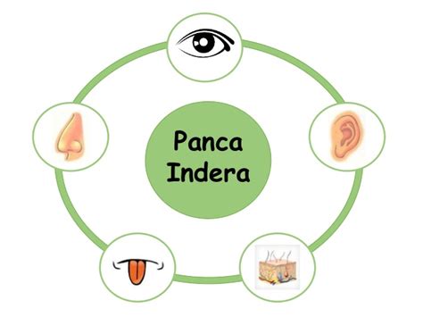Panca indera pengertian dan bagian bagian panca indera gambar panca indera kartun, 5 panca indra fisiologi fungsi gambar dan bagiannya lengkap setiap manusia sudah dianugrahi panca indera oleh maha pencipta agar kita dapat melakukan kegiatan sehari hari dengan menggunakan. pengertian anatomi fisiologi manusia dan sistem panca indera