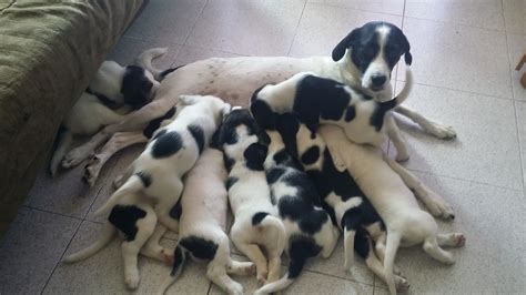 Mi Perra Ha Dado A Luz 9 Cachorros Estamos En El Barkibu Es