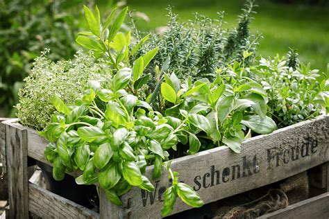 Ob auf dem balkon oder im eigenen garten: Gartenkräuter - Kräuter im eigenen Garten anbauen