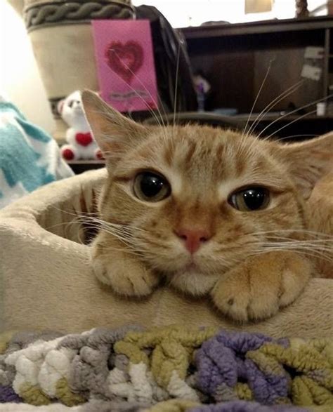 Unica seduta di trattamento, nessun dolore meno di 20 secondi e senza dolore per cancellare una lentigo solare dal viso con laser co2 frazionato. A rescue ginger cat turns his disability into happiness ...