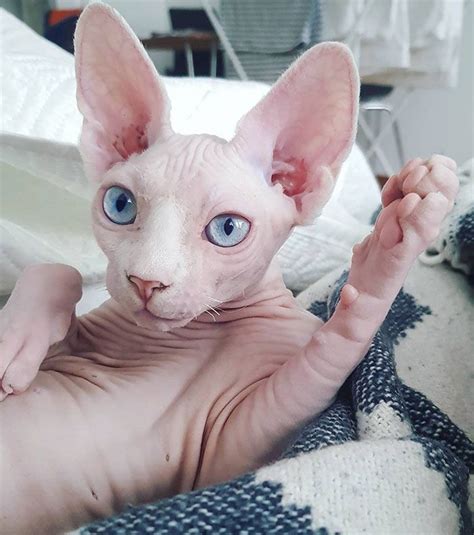 Meet Sphynx Cats The Most Adorable Hairless Felines Sphynx Cat