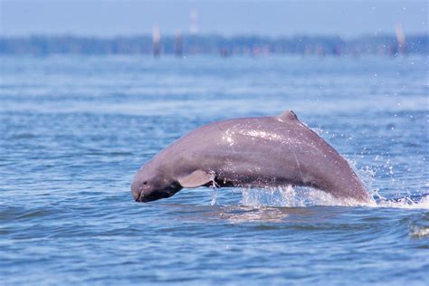 Irrawaddy Dolphin From Irrawaddy River Near Mandalay Asian Tour Myanmar