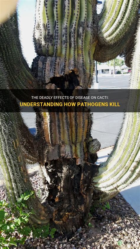 The Deadly Effects Of Disease On Cacti Understanding How Pathogens