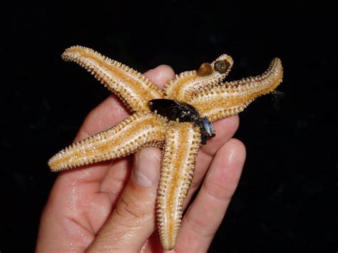 Alimentação Da Estrela Do Mar O Que Elas Comem Mundo Ecologia