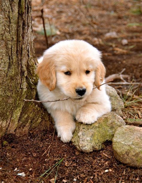 Golden Retriever Puppy Womans Best Friend Pinterest Retriever