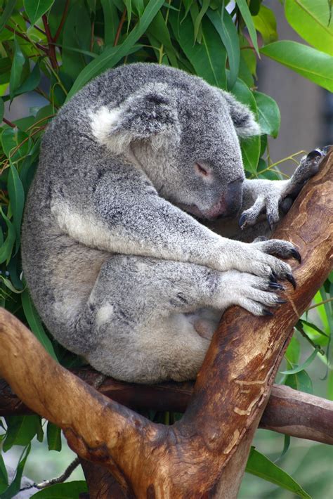 Animal Keeper Koala Phascolarctos Cinereus