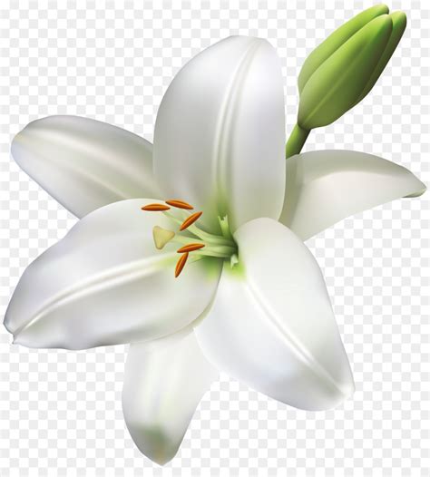 Flower Yellow Easter Lily Clip Art Yellow Lilies Png Clipart Image
