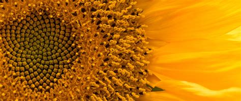 Download Wallpaper 2560x1080 Sunflower Flower Macro Petals Yellow