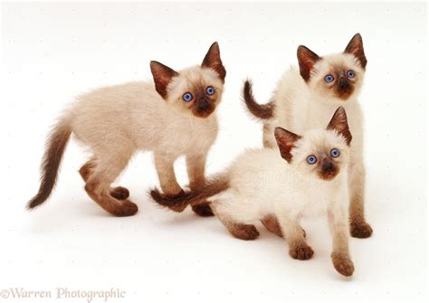 Three Siamese Kittens Looking Up Photo Wp32223
