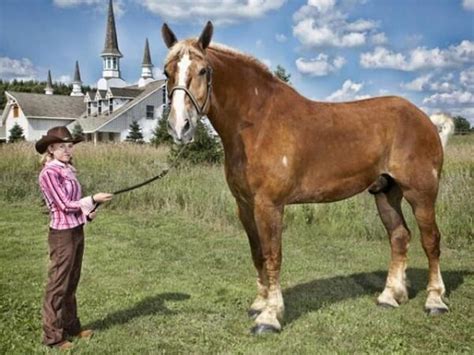 Le Plus Grand Cheval Au Monde Vit Au Wisconsin Big Horses Horses