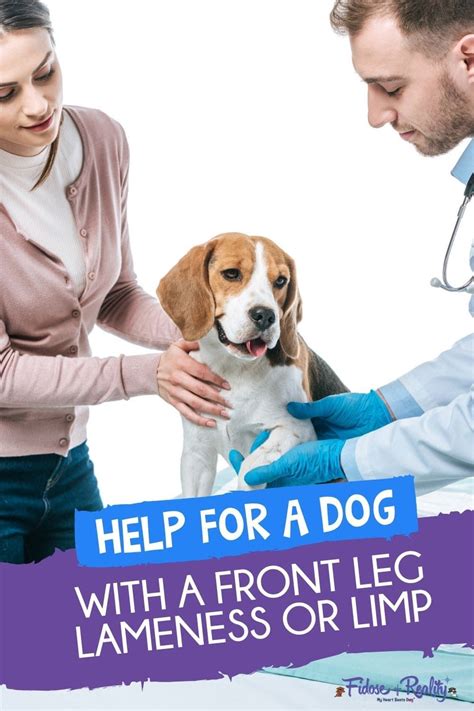 Help For A Dog With Front Leg Limping Or Lameness Sore Legs Leg