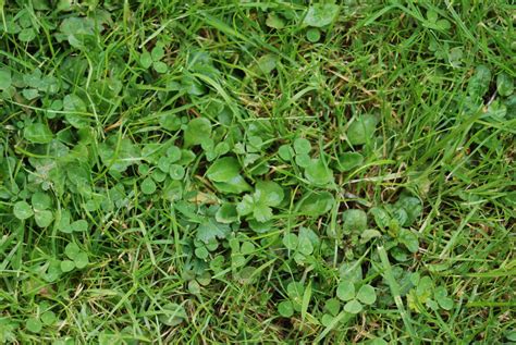 Images Of Different Lawn Weeds