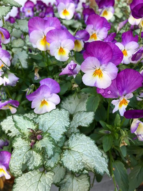 Full of sunshine and joy, daffodils are considered a sign of good luck and are also the official flower of wales. February birth flower: Violets & Primroses - Growing Family