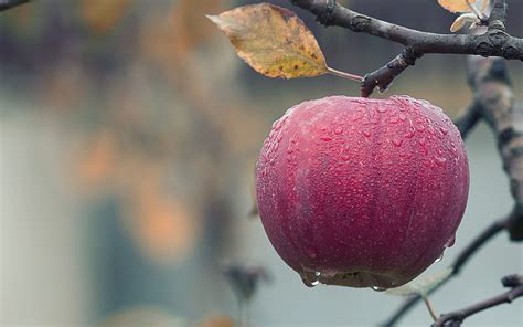 Apple Autumn Fruits Bokeh Dew HD Wallpaper Peakpx