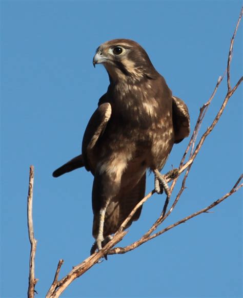 Brown Falcon Birds In Backyards