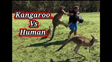 Human And Kangaroo Love Youtube