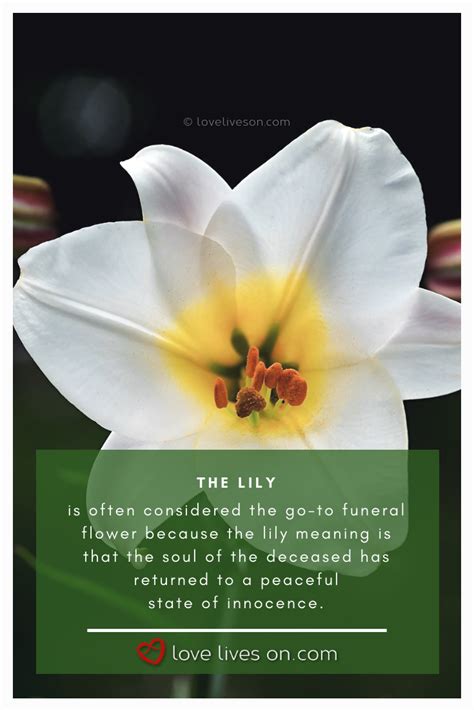 Funeral Flowers And Their Meanings The Ultimate Guide Funeral