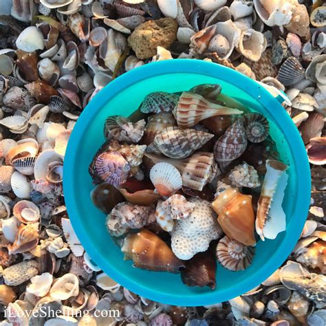 Just A Drop In The Shell Bucket I Love Shelling