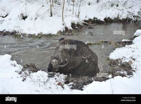 Wild Boar Sus Scrofa Sow Mud Bathing In A Brook After Snow Storm