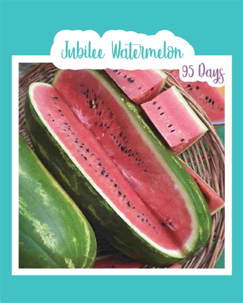 The strong scent of marigolds repels most insects and pests that may affect your cantaloupe. Jubilee Watermelon in 2020 | Watermelon, Companion ...