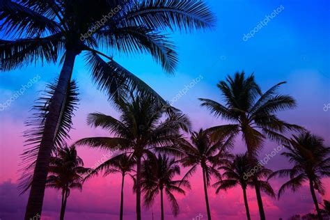 Miami Beach South Beach Sunset Palm Trees Florida Stock Photo By