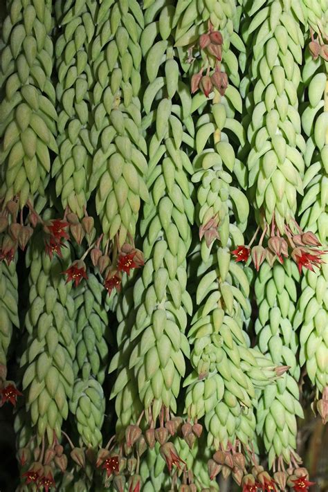 Per garantine l'integrità e la freschezza delle piante durante la consegna, impieghiamo confezioni diverse a seconda del tipo (scatole, casse in legno e protezioni varie), tutte accuratamente preparate a mano dai nostri operatori. Sedum morganianum della famiglia delle Crassulacee ...
