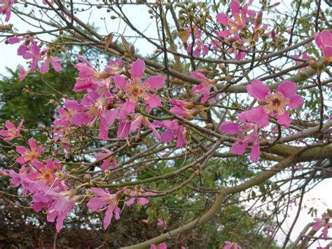 Ceiba Speciosa Pink Silk Floss Tree 1 Lepreskil Flickr
