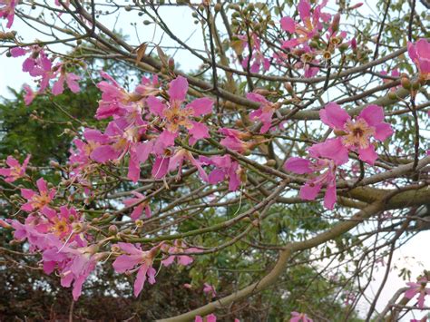 Maybe you would like to learn more about one of these? Ceiba speciosa -pink silk floss tree (1) | lepreskil | Flickr