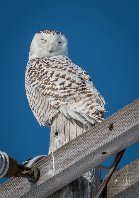 Sleepy Owl Photograph By Sandy Roe Fine Art America