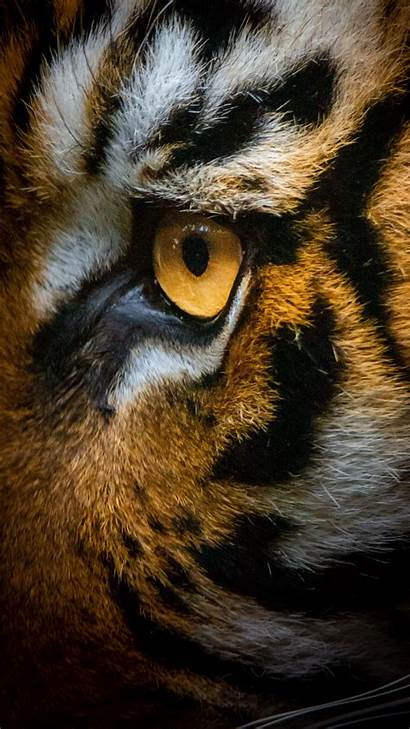 Tiger Eye Macro Close Animal Cat Iphone