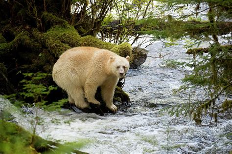 Kermode Bear Standing At Waters Edge Bc Canada Photograph By Danny