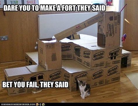 Dare You To Make A Fort They Said Funny Captions Funny Cat Memes