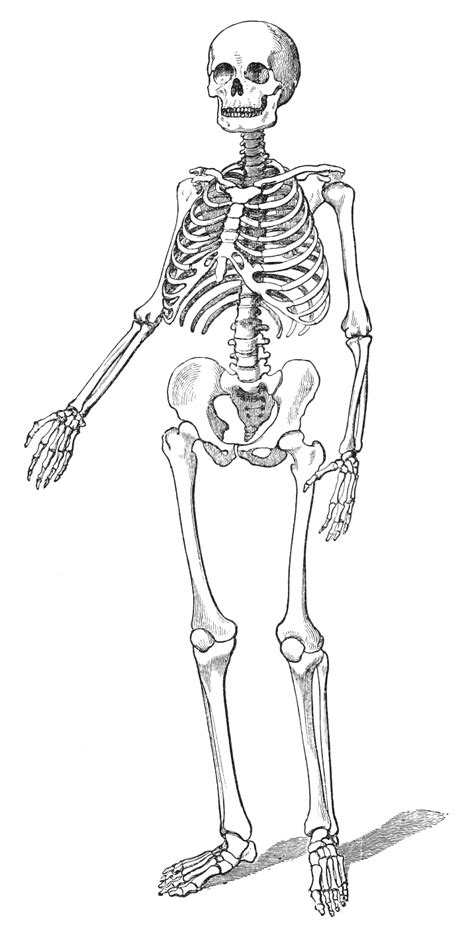 Skeleton Drawings Human Skeleton Human Skeleton Anatomy