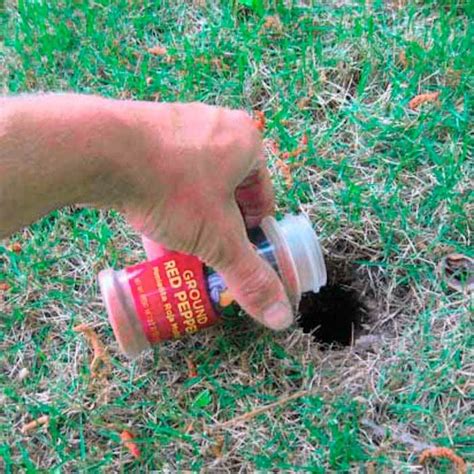 Access Denied Moles In Yard Chipmunk Holes Lawn Pests