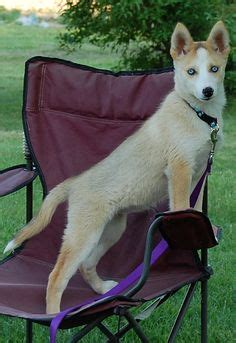 The seppala siberian sleddog is a natural dog of moderate size, pleasing personality and a physical and mental construction adapted to the needs of rapid long distance sled travel with a light. 20 Seppala Siberian Sleddog ideas | beautiful dogs, dogs ...