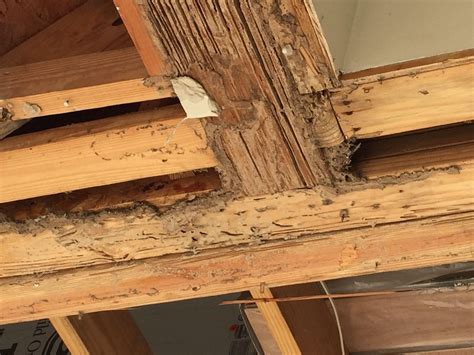 5 Things To Know About Formosan Termite Swarms