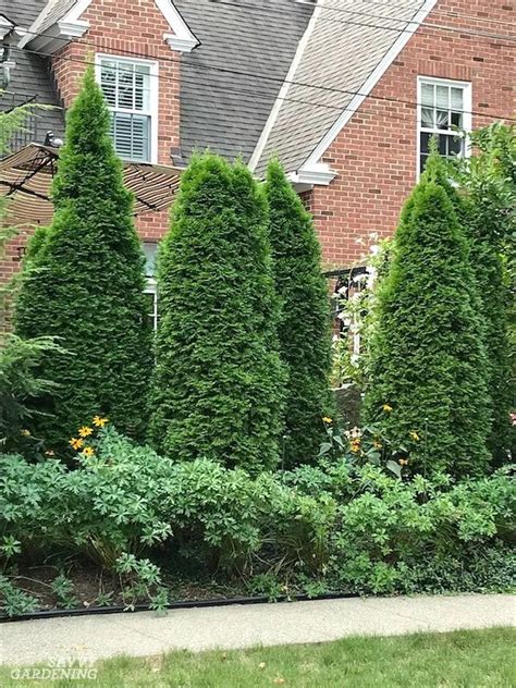 Evergreen Trees For Privacy Best Trees For Privacy Evergreen Hedge