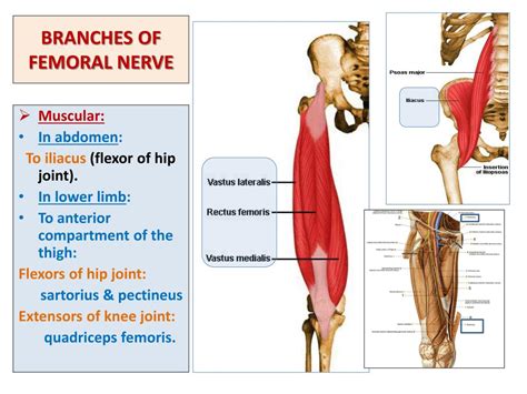 Ppt Sacral Plexus Femoral And Sciatic Nerves Powerpoint Presentation