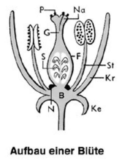 Bl Te Lexikon Der Biologie