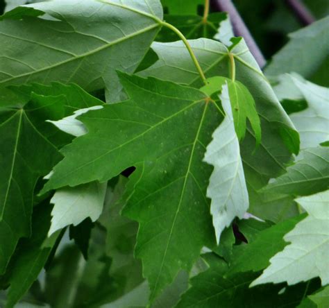 How To Identify Maple Trees Facts About Maple Tree Types Silver