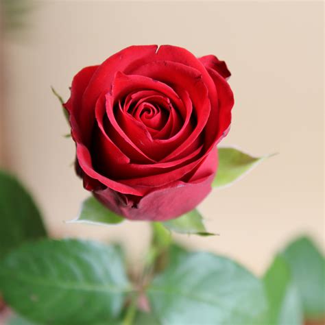 Petite Rose Rouge Naturelle 50 Cm Florm By Nico Fleur