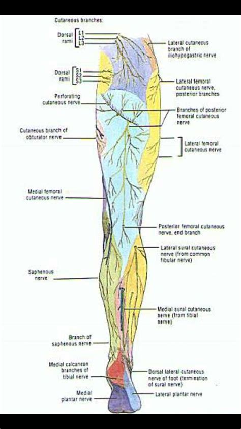Cutaneous Nerves Anatomy Chart Posterior In Nerv Vrogue Co
