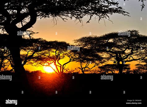 Sunset Through The Acacia Trees In Serengeti National Park November 12