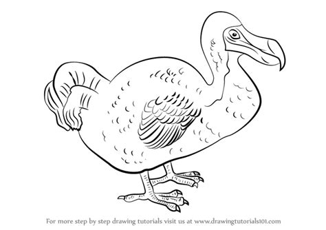 Learn How To Draw A Dodo Birds Step By Step Drawing Tutorials