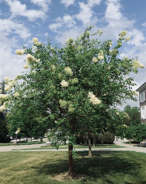 Japanese Tree Lilac Nebraska Statewide Arboretum Syringa Flickr